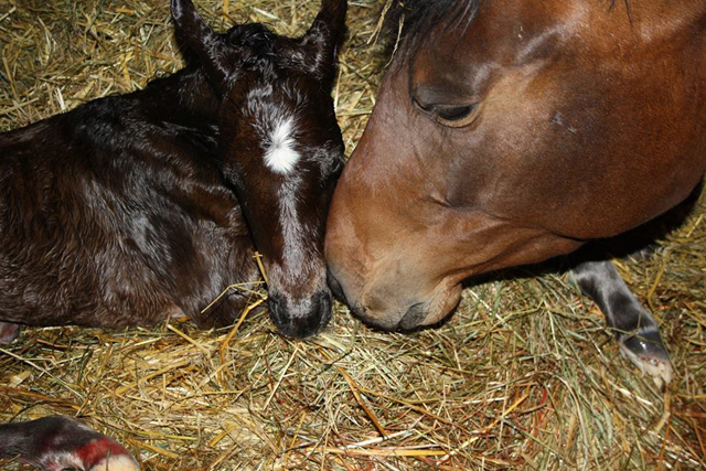 Trakehner Hengstfohlen von Freudenfest u.d. Garnet v. Aristo  - Foto: Dagmar Hoffmann
