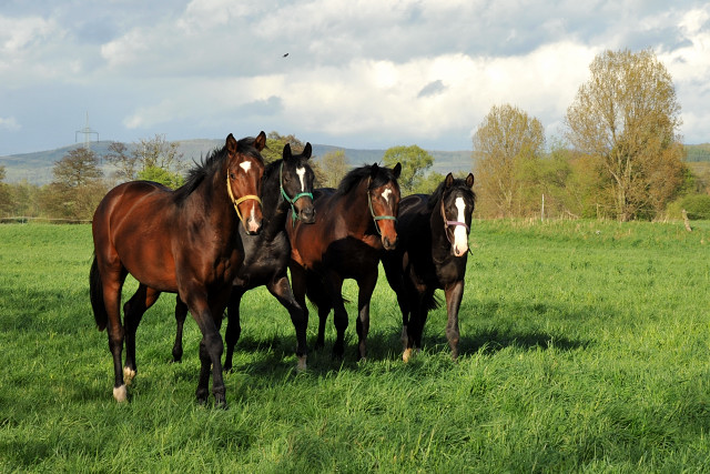 Die zweijhrigen Hengste genieen die Weidesaison 2014 - Foto: Beate Langels