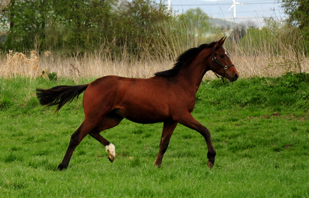 Jhrlingshengst von High Motion Mitte April 2020 in Hmelschenburg - Trakehner Gestt Hmelschenburg - Beate Langels