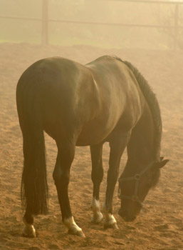 Morgenerwachen mit Exclusiv 14. April 2012 - Foto: Beate Langels - Trakehner Gestt Hmelschenburg