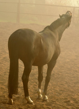 Morgenerwachen mit Exclusiv 14. April 2012 - Foto: Beate Langels - Trakehner Gestt Hmelschenburg
