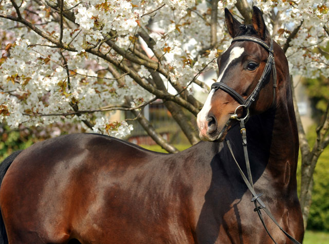 Prämienhengst SHAVALOU v. Freudenfest u.d. Elitestute Schwalbenspiel v. Exclusiv - 14. April 2012 - Foto: Beate Langels - Trakehner Gest t H melschenburg