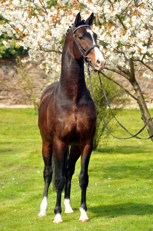 Prämienhengst SHAVALOU v. Freudenfest u.d. Elitestute Schwalbenspiel v. Exclusiv - 14. April 2012 - Foto: Beate Langels - Trakehner Gest t H melschenburg
