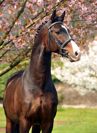 Prämienhengst SHAVALOU v. Freudenfest u.d. Elitestute Schwalbenspiel v. Exclusiv - 14. April 2012 - Foto: Beate Langels - Trakehner Gest t H melschenburg