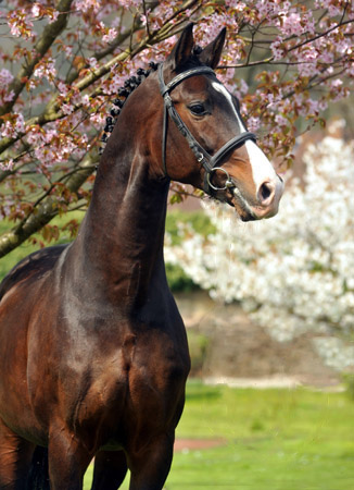 Prämienhengst SHAVALOU v. Freudenfest u.d. Elitestute Schwalbenspiel v. Exclusiv - 14. April 2012 - Foto: Beate Langels - Trakehner Gest t H melschenburg