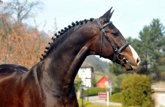 Prämienhengst SHAVALOU v. Freudenfest u.d. Elitestute Schwalbenspiel v. Exclusiv - 14. April 2012 - Foto: Beate Langels - Trakehner Gest t H melschenburg