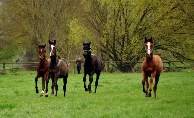 Jhrlingshengst v. High Motion u.d. Klassic v. Freudenfest