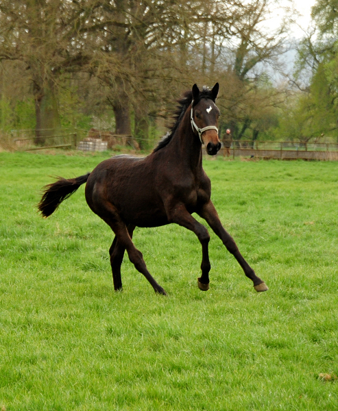 Jhrlingshengst von Saint Cyr u.d. TeaCup v. Exclusiv - Trakehner Gestt Hmelschenburg - Foto: Beate Langels - 
Trakehner Gestt Hmelschenburg