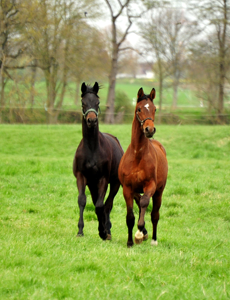 Jhrlingshengst von High Motion Mitte April 2020 in Hmelschenburg - Trakehner Gestt Hmelschenburg - Beate Langels