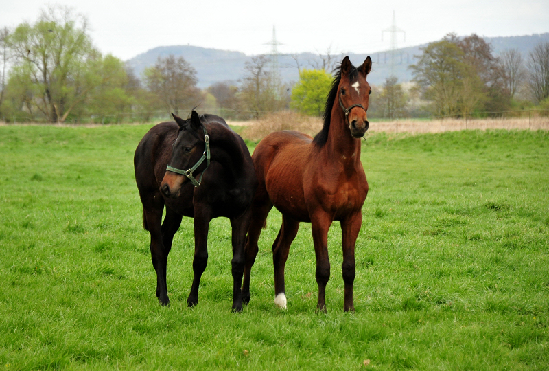 Jhrlingshengst von High Motion Mitte April 2020 in Hmelschenburg - Trakehner Gestt Hmelschenburg - Beate Langels