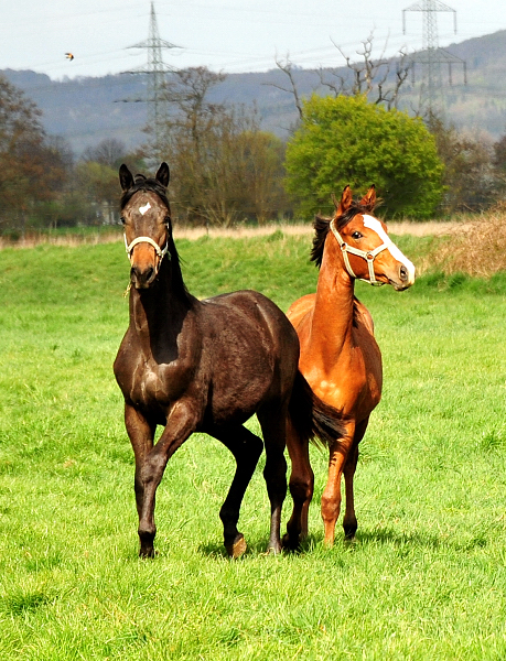 Jhrlingshengst von Saint Cyr u.d. TeaCup v. Exclusiv - Trakehner Gestt Hmelschenburg - Foto: Beate Langels - 
Trakehner Gestt Hmelschenburg