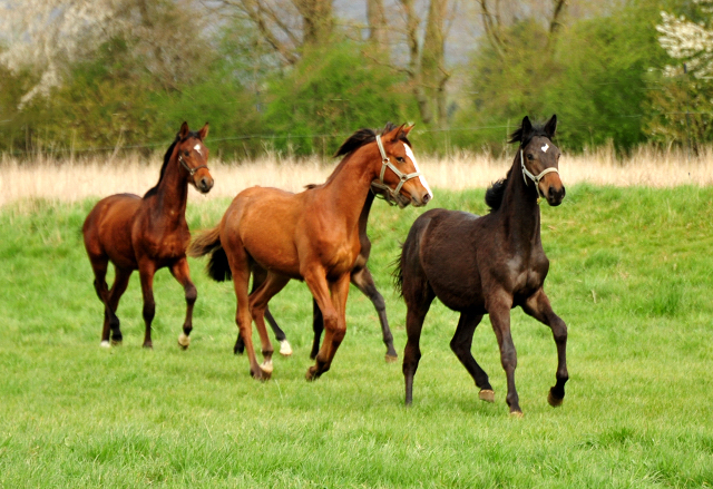 Jhrlingshengst von Saint Cyr u.d. TeaCup v. Exclusiv - Trakehner Gestt Hmelschenburg - Foto: Beate Langels - 
Trakehner Gestt Hmelschenburg