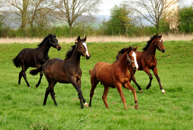 Jhrlingshengst v. High Motion u.d. Klassic v. Freudenfest