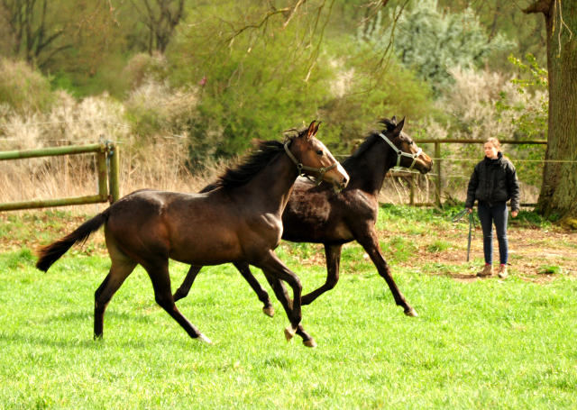 Hengstfohlen von High Motion u.d. Pr.u.StPrSt. Tavolara v. Exclusiv
 - Trakehner Gestt Hmelschenburg - Beate Langels