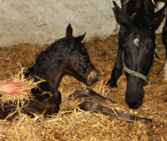 Stutfohlen von Oliver Twist u.d. Pr.u.StPrSt. Vittoria v. Exclusiv