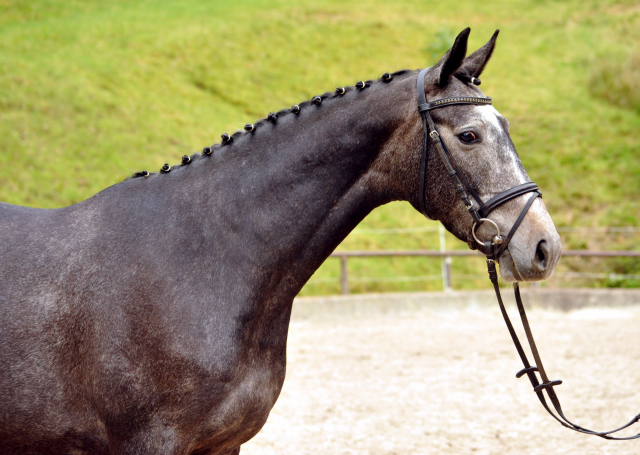 Tea and Sugar von Exclusiv - Foto: Beate Langels, Trakehner Gestt Hmelschenburg