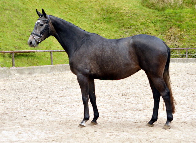 Tea and Sugar von Exclusiv - Foto: Beate Langels, Trakehner Gestt Hmelschenburg