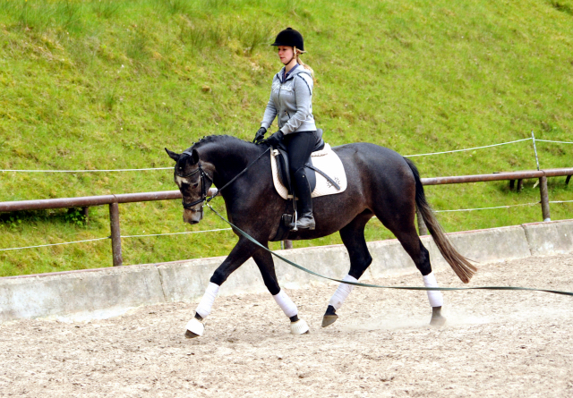 Tea and Sugar von Exclusiv - Foto: Beate Langels, Trakehner Gestt Hmelschenburg