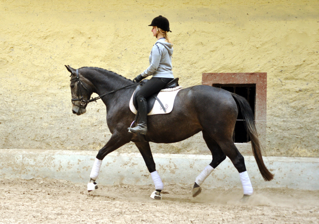 Tea and Sugar von Exclusiv - Foto: Beate Langels, Trakehner Gestt Hmelschenburg