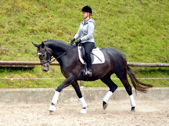 Tea and Sugar von Exclusiv - Foto: Beate Langels, Trakehner Gestt Hmelschenburg