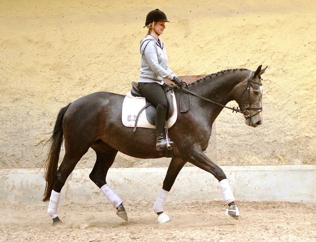 Tea and Sugar von Exclusiv - Foto: Beate Langels, Trakehner Gestt Hmelschenburg