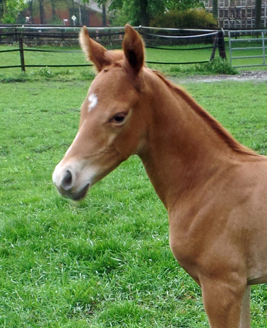 Trakehner Hengstfohlen von High Motion x Sapros, Foto: Beate Langels