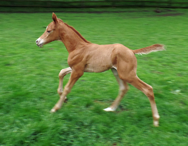 Trakehner Hengstfohlen von High Motion x Sapros, Foto: Beate Langels