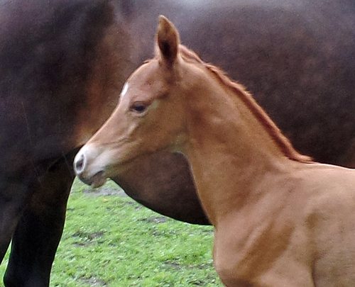 Trakehner Hengstfohlen von High Motion x Sapros, Foto: Beate Langels