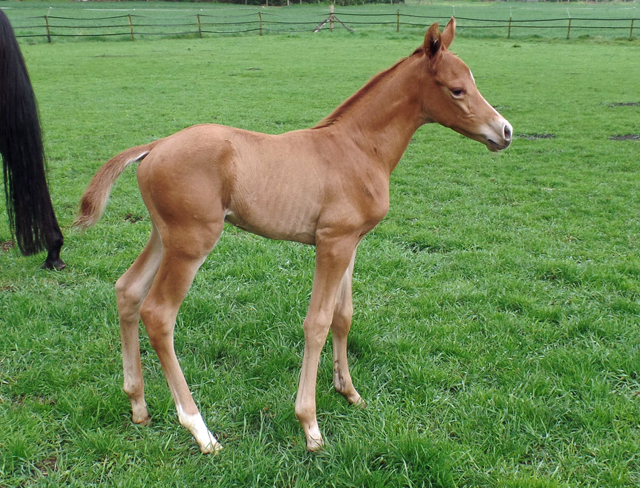 Trakehner Hengstfohlen von High Motion x Sapros, Foto: Beate Langels