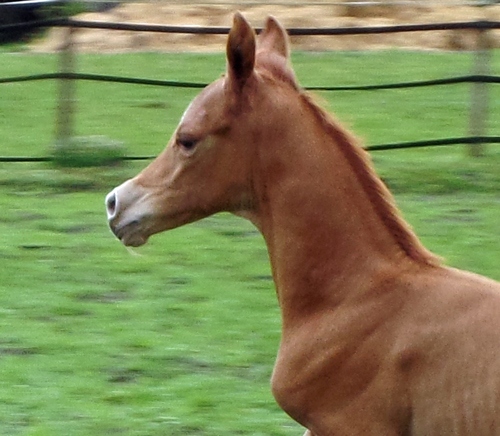 Trakehner Hengstfohlen von High Motion x Sapros, Foto: Beate Langels