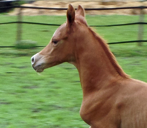 Trakehner Hengstfohlen von High Motion x Sapros, Foto: Beate Langels