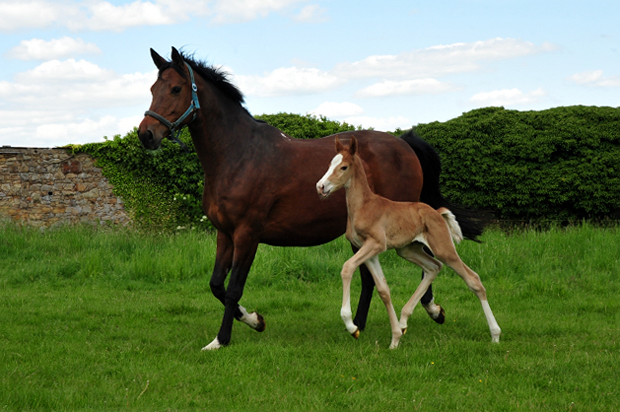 Trakehner Fuchs Hengst v. Zauberdeyk x Saint Cyr - Trakehner Gestüüt Hämelschenburg - Foto: Beate Langels