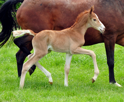 Trakehner Fuchs Hengst v. Zauberdeyk x Saint Cyr - Trakehner Gestüt Hämelschenburg - Foto: Beate Langels