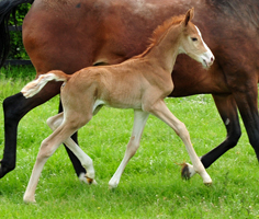 Trakehner Fuchs Hengst v. Zauberdeyk x Saint Cyr - Trakehner Gestüt Hämelschenburg - Foto: Beate Langels