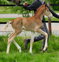 Trakehner Fuchs Hengst v. Zauberdeyk x Saint Cyr - Trakehner Gestüt Hämelschenburg - Foto: Beate Langels