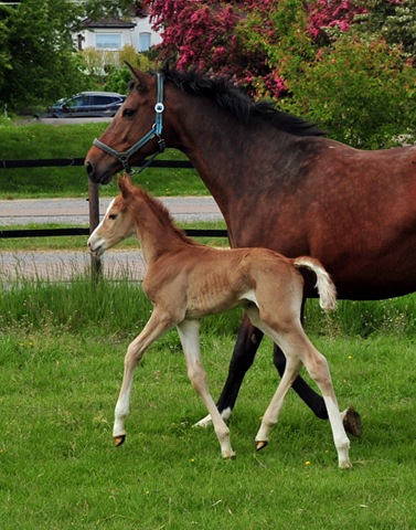 Trakehner Fuchs Hengst v. Zauberdeyk x Saint Cyr - Trakehner Gestt Hmelschenburg - Foto: Beate Langels