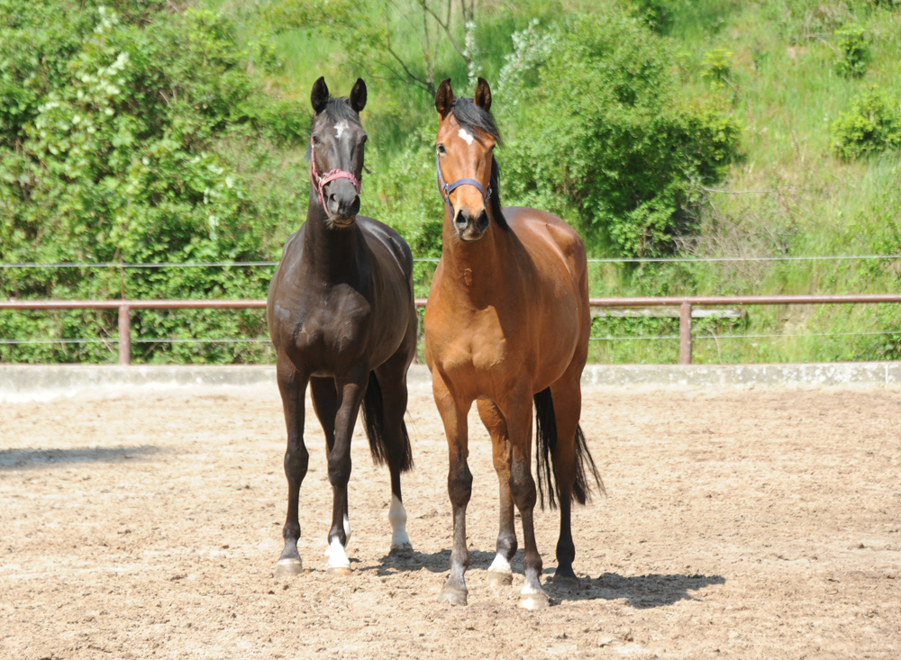 Kit Kat v. Zauberdeyk u.d. Pr.u.StPrSt. Katniss Everdeen v. Saint Cyr - Foto: Beate Langels