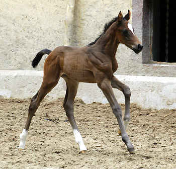 Trakehner Hengstfohlen von Ibisco xx u.d. Thirica v. Enrico Caruso