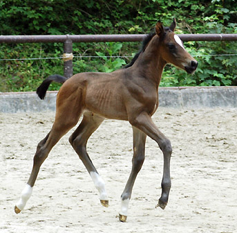 Trakehner Hengstfohlen von Ibisco xx u.d. Thirica v. Enrico Caruso