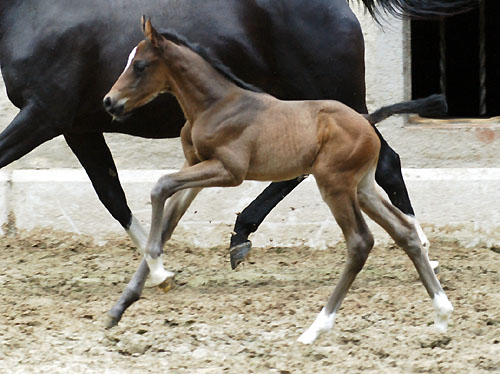 Trakehner Hengstfohlen von Ibisco xx u.d. Thirica v. Enrico Caruso