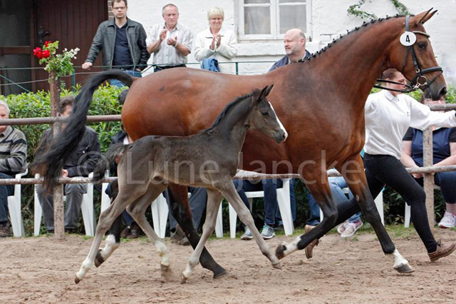 Stutfohlen von Alter Fritz u.d. Giulietta v. Saint Cyr - Red Patrick xx