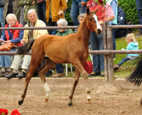 Stutfohlen von Oliver Twist u.d. Prmienstute Rominten v. Manrico - Foto: Beate Langels