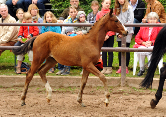 Stutfohlen von Oliver Twist u.d. Prmienstute Rominten v. Manrico - Foto: Beate Langels