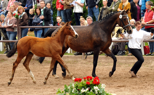 Stutfohlen von Oliver Twist u.d. Prmienstute Rominten v. Manrico - Foto: Beate Langels