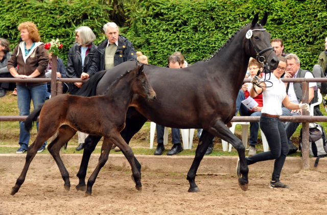 Trakehner Stutfohlen von Oliver Twist - Summertime - Rockefeller , Foto: Beate Langels - Trakehner Gestt Hmelschenburg