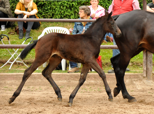 Trakehner Stutfohlen von Oliver Twist - Summertime - Rockefeller , Foto: Beate Langels - Trakehner Gestt Hmelschenburg