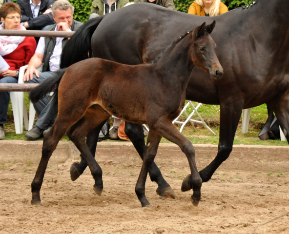 Trakehner Stutfohlen von Oliver Twist - Summertime - Rockefeller , Foto: Beate Langels - Trakehner Gestt Hmelschenburg