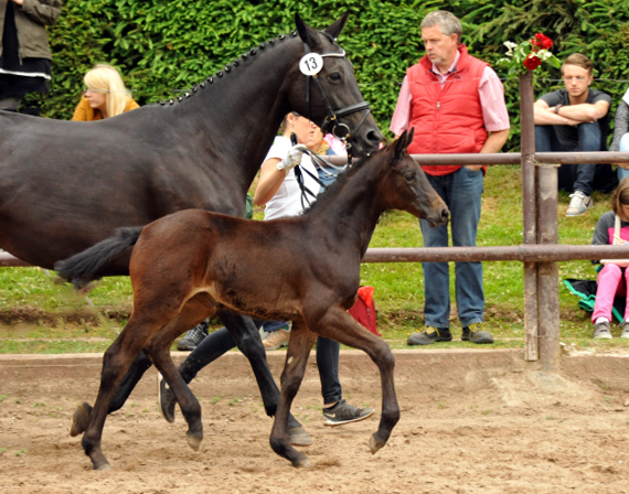 Trakehner Stutfohlen von Oliver Twist - Summertime - Rockefeller , Foto: Beate Langels - Trakehner Gestt Hmelschenburg