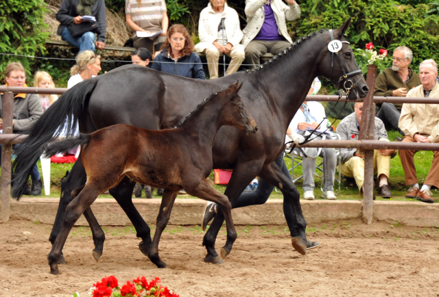 Trakehner Stutfohlen von Oliver Twist - Summertime - Rockefeller , Foto: Beate Langels - Trakehner Gestt Hmelschenburg