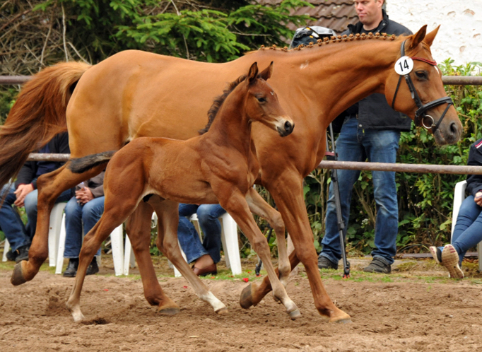 Trakehner Hengstfohlen von Oliver Twist - Tanzmeister - Saint Cloud, Foto: Beate Langels - Trakehner Gestt Hmelschenburg